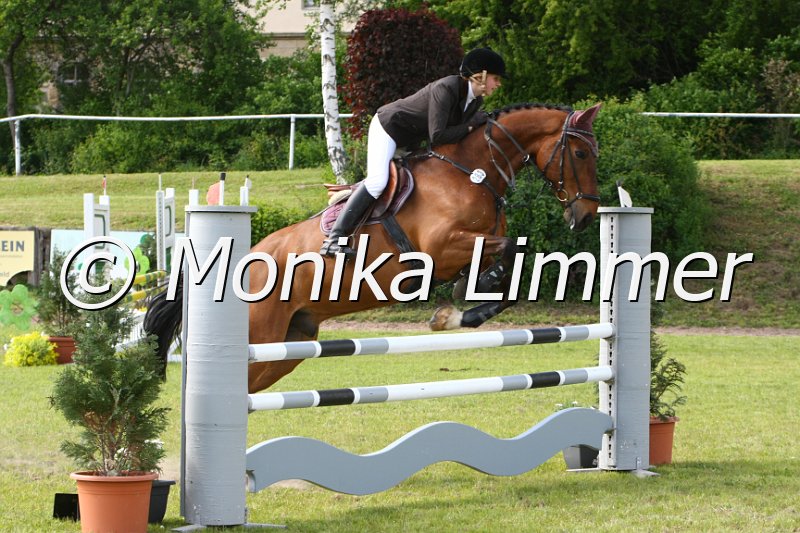 204M1446_Stardust Harry_Spring_Ax.JPG